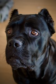 DSC_0864kopie