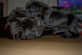 DSC_2121kopie