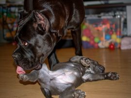 DSC_2129kopie