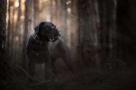 Argus1