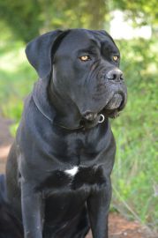 Argus_3