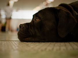 DSC_2354kopie