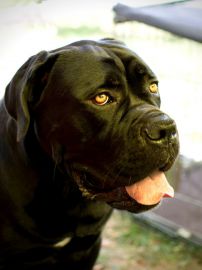 DSC_3948kopie