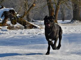 DSC_0113kopie