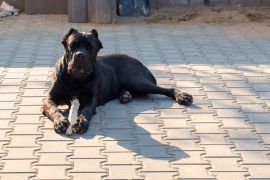 jDSC_2719kopie