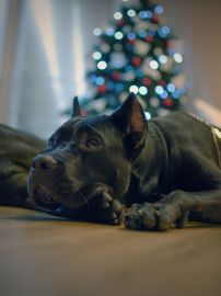DSC_6348kopie